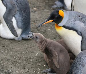 King penguin with two to three month old chick