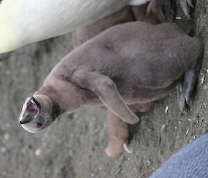 King penguin chick twists around to squawk up at its parent