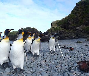 King penguins at Green Gorge investigate the camera equipment