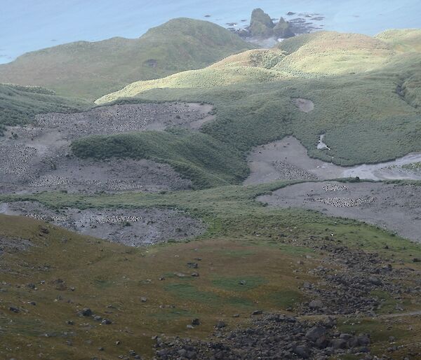 Royal penguin colonies at The Nuggets