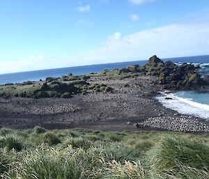 The royal penguin colony at Hurd Point is also thinning out rapidly