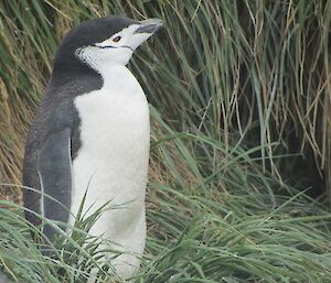 Chinstrap penguin in long grass looks up