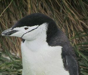 Chinstrap penguin close up, penguin looking left