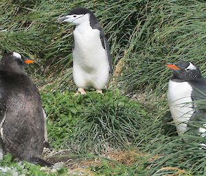Chinstrap penguin in between two gentoo penguins