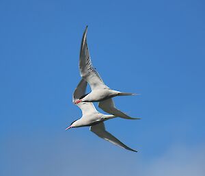 Two Antarctic terns in flight