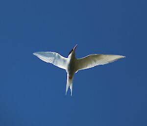 Antarctic tern in flight