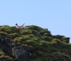 Antarctic tern on its nest