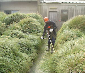 ranger Mike trims the tussock grass