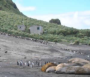 Hurd Point beach featuring lots of penguins and a few snoozing elephant seals