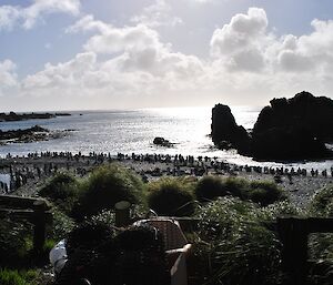 The sun reflects brilliantly off the water at Hurd Point beach which is covered in penguins