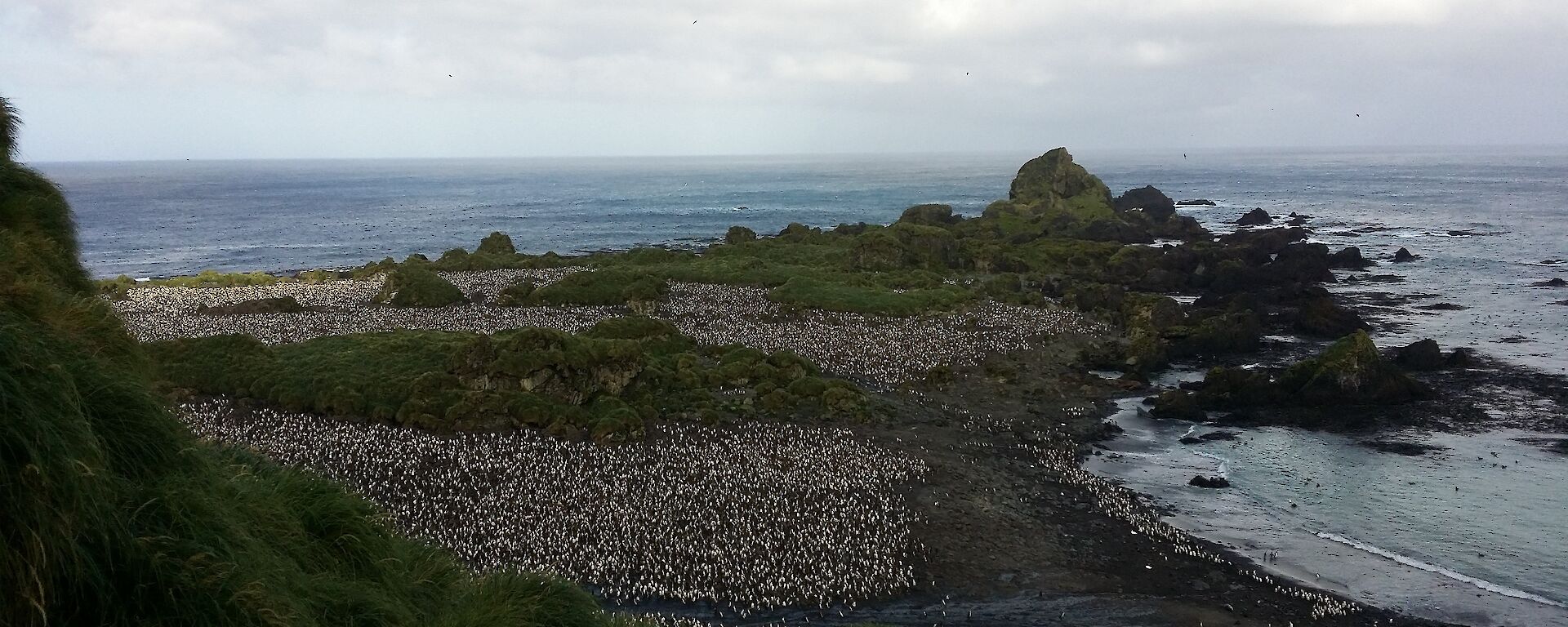Hurd Point royal penguin colony