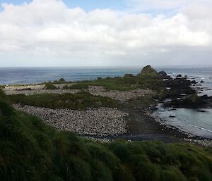 Hurd Point royal penguin colony