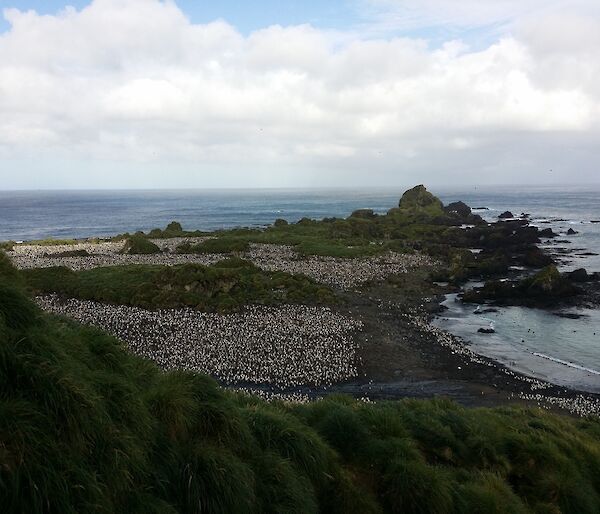 Hurd Point royal penguin colony