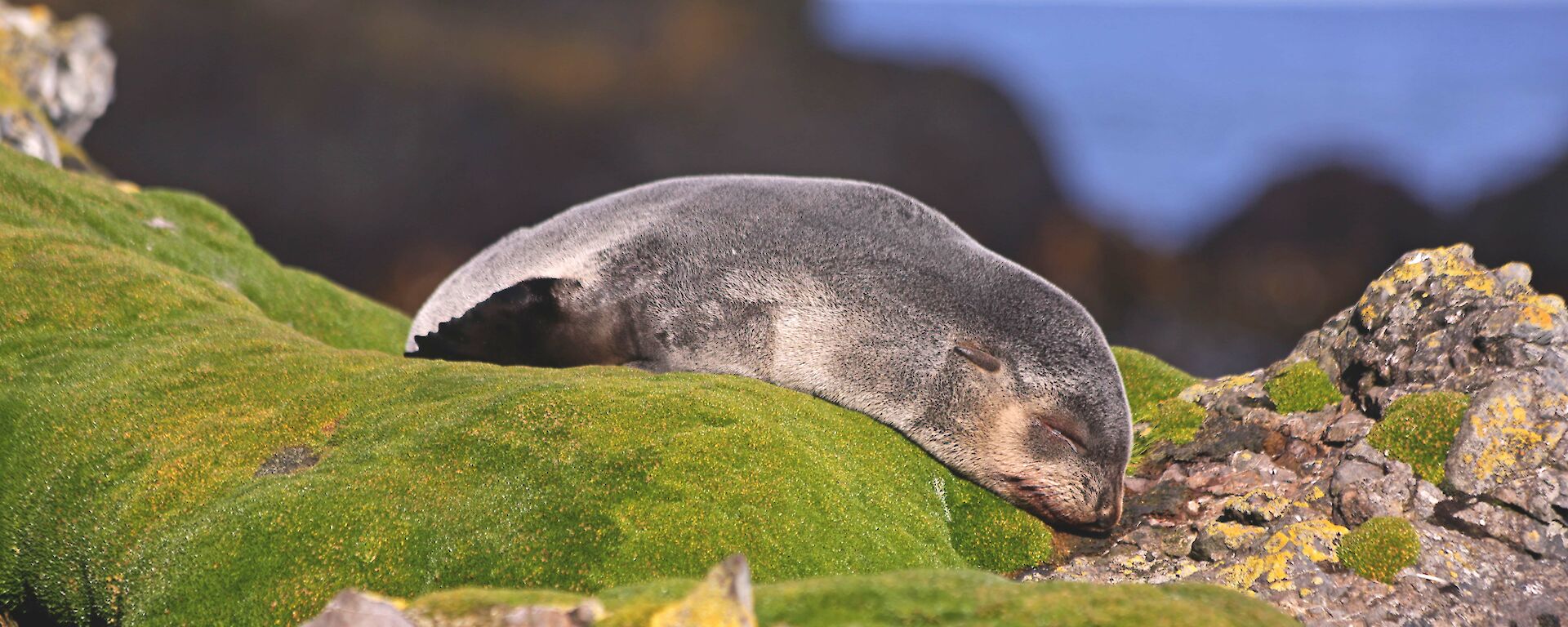 Fur seal in Garden Cove sleeps amongst mossy rocks