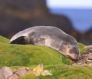 Fur seal in Garden Cove sleeps amongst mossy rocks