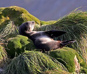 Fur seal in Garden Cove rolls around amongst tussock grass and moss covered rocks