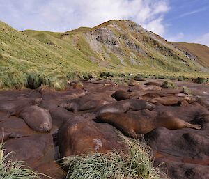 Elephant seal wallow on West Beach