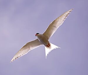 Antarctic tern in flight, taken from below the bird takes up the whole frame