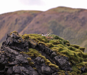 Antarctic tern nesting on a rock stack, West beach