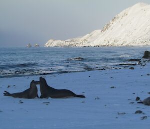 Elephant seals in the snow
