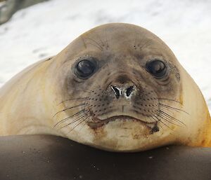 Elephant seal weaner