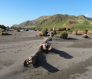 Driftwood at Bauer Bay