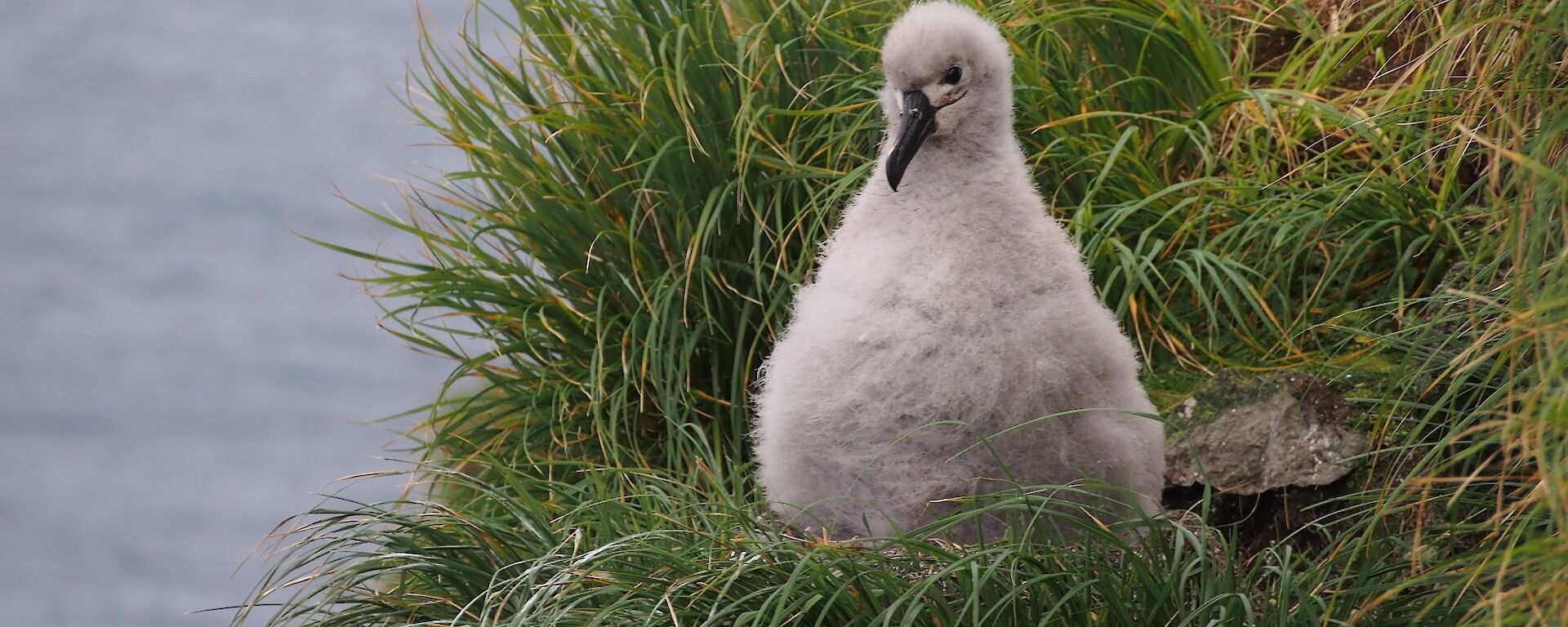 Grey-headed albatross chick