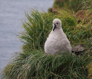 Grey-headed albatross chick