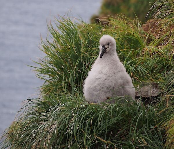 Grey-headed albatross chick