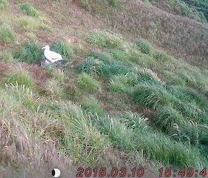 wandering albatross nest with parent and chick