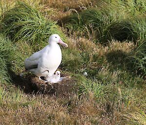 Wandering albatross and chick