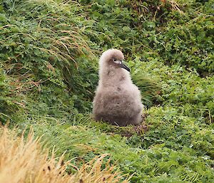 Light-mantled sooty albatross chick