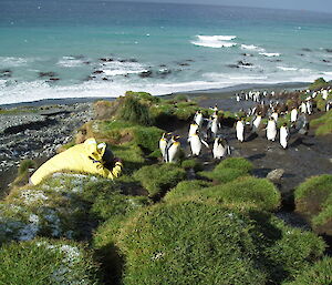 AAD environment officer Andy gets a photo as he is approached by inquisitive king penguins