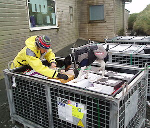 Female expeditioner leads her rodent detector dog over an incoming pallet of cargo