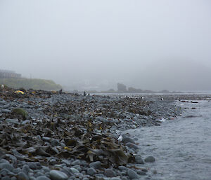 View along rocky beach towards station in the mist with kelp on rocks in foreground