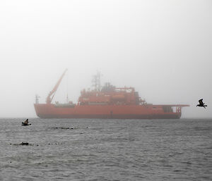 The red Aurora Australis icebreaker in the ocean in foggy conditions with its crane unloading the barge form the foredeck and two birds flying past in foreground