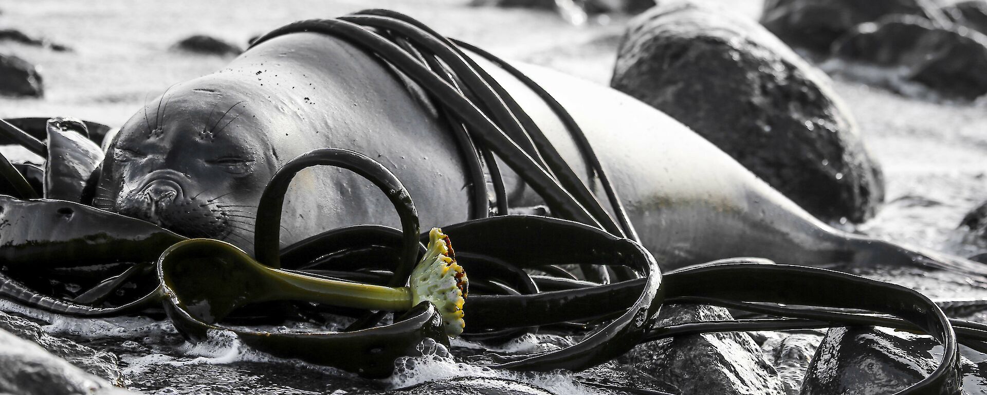 Young elephant seal laying on the beach with kelp around it