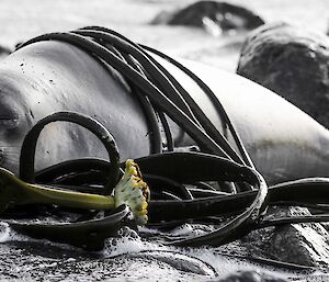 Young elephant seal laying on the beach with kelp around it