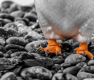 Orange penguin feet on grey pebbles on the beach