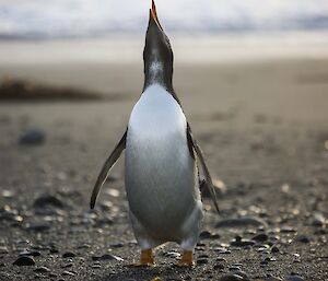 Gentoo penguin on sandy beach with head stretched up toward sky showing white breast
