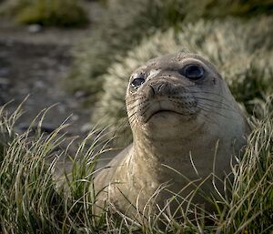 Elephant seal sitting in long grass