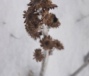 Dried flower blooms in close up with a snowy background