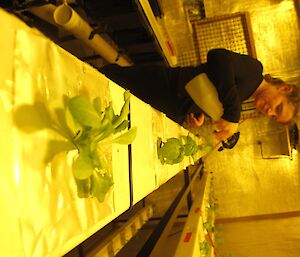 Woman in black sweater spraying seedlings in hydroponics planting with spray bottle