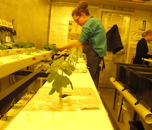 woman tending to hydroponics set up with small basil plant in foreground