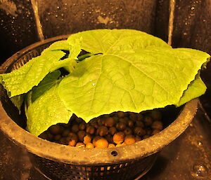 Close up of cucumber seedling in a pot