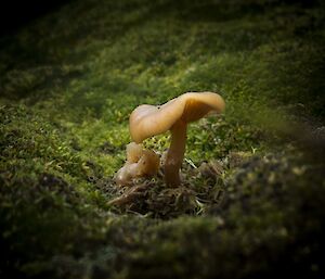 Small brown fungi in a moss bed in close up