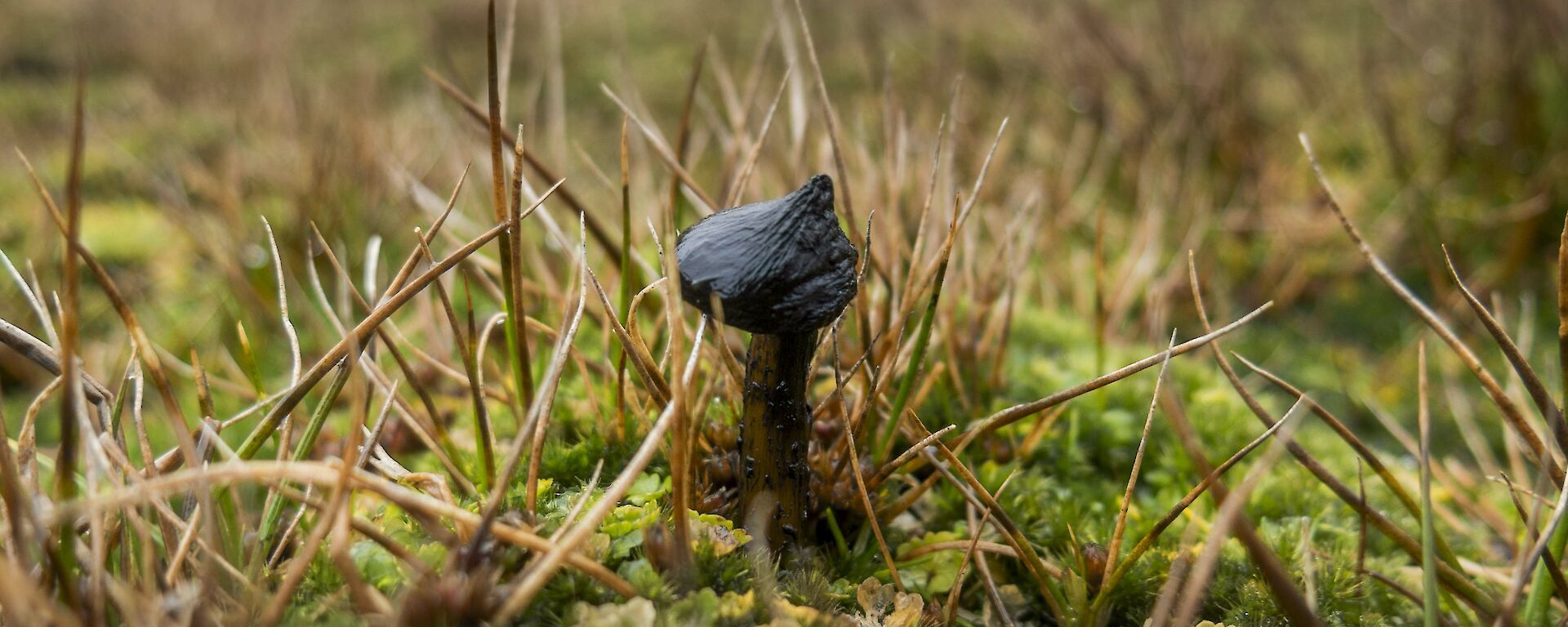 Small fungi in moss and grass bed