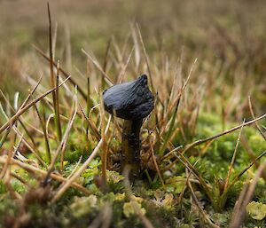 Small fungi in moss and grass bed