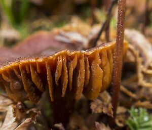 Close up of fungi