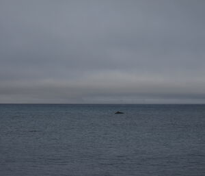 Whale showing its back out of the water